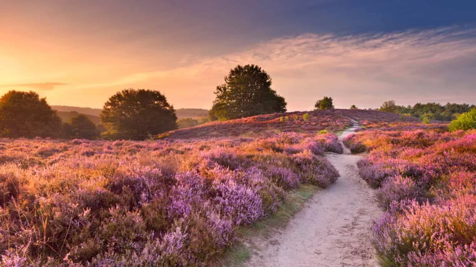 Bikes on the Veluwe