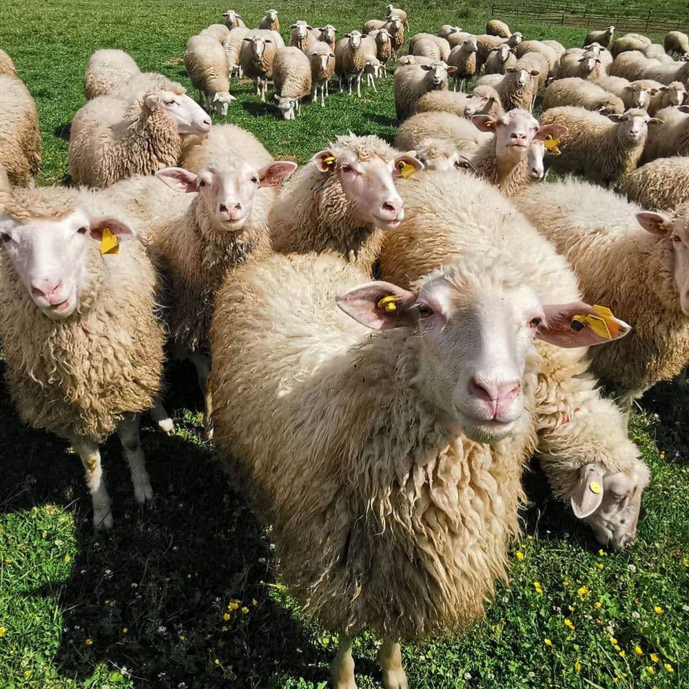 Sheep on the grounds